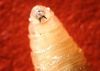 Powrót śrubowca: Dlaczego ten pasożyt zjadający tkanki znów zagraża ludziom i zwierzętom?