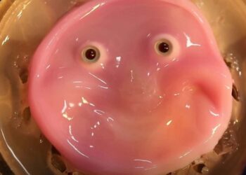 Przegląd 2024: Najlepsze nowe roboty roku