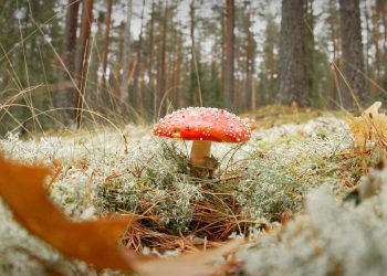 Przeszczep grzybów jako sposób na odbudowę gatunków glebowych i wspieranie zdrowego wzrostu drzew