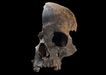 Szczątki ofiar ujawniają przerażającą masakrę w prehistorycznej Brytanii