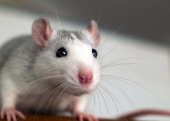 Sztuczny szczur z AI nawiązuje relacje z prawdziwymi gryzoniami