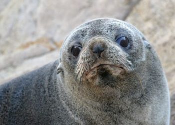 Ukryte kroniki natury: jak muszle, zęby i kości odkrywają historię oceanów Ziemi