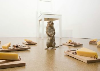 Wpływ protokołu Scuttlebutt na rozwój platformy Bluesky