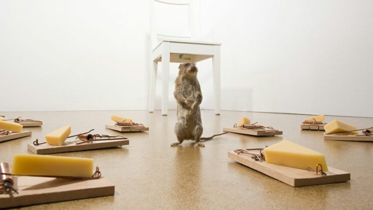 Wpływ protokołu Scuttlebutt na rozwój platformy Bluesky