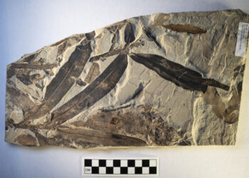 Zaskakujące odkrycie starożytnej "obcej rośliny" zmienia naszą wiedzę o historii roślin na Ziemi