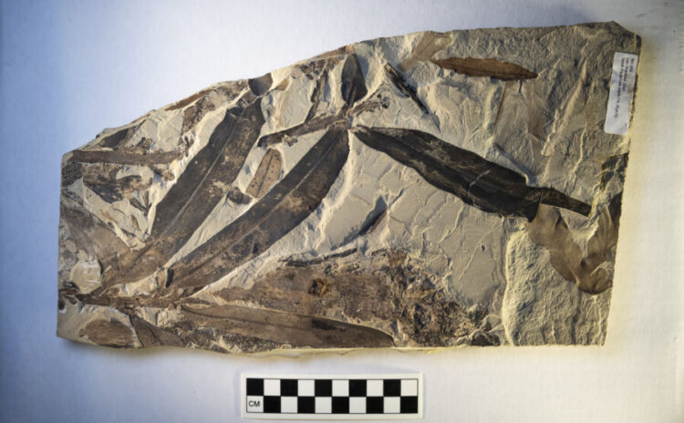 Zaskakujące odkrycie starożytnej "obcej rośliny" zmienia naszą wiedzę o historii roślin na Ziemi