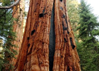 Blizny drzew ujawniają, jak dawne pożary lasów różniły się od współczesnych