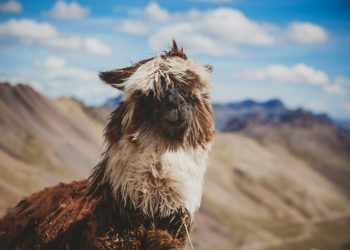 Konfiguracja i uruchamianie lokalnego modelu językowego za pomocą Ollama i Llama 3