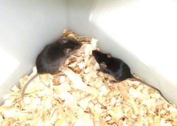 Myszy urodzone z dwóch ojców – dlaczego u ludzi jest to niemożliwe?