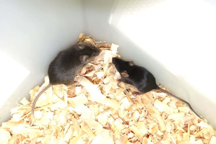 Myszy urodzone z dwóch ojców – dlaczego u ludzi jest to niemożliwe?