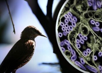 Urzędnicy NIH apelują o wyważone podejście w obliczu rosnącego zasięgu wirusa H5N1