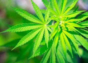 Badanie analizuje wpływ krótkoterminowego i długotrwałego stosowania cannabis na funkcjonowanie mózgu