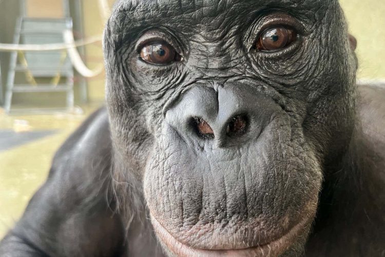 Bonobo potrafią rozpoznać, kiedy posiadają wiedzę, której Ty nie masz