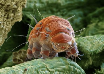 Czego możemy się nauczyć od niedźwiedzi, niesporczaków i robaków o przetrwaniu w kosmosie?