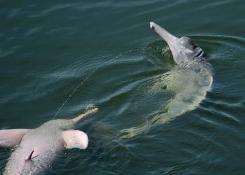 Delfiny z Amazonki mogą komunikować się za pomocą strumieni moczu nad wodą