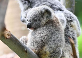 Koale przytulają się, ujawniając zaskakującą towarzyską naturę w niezwykłym nagraniu