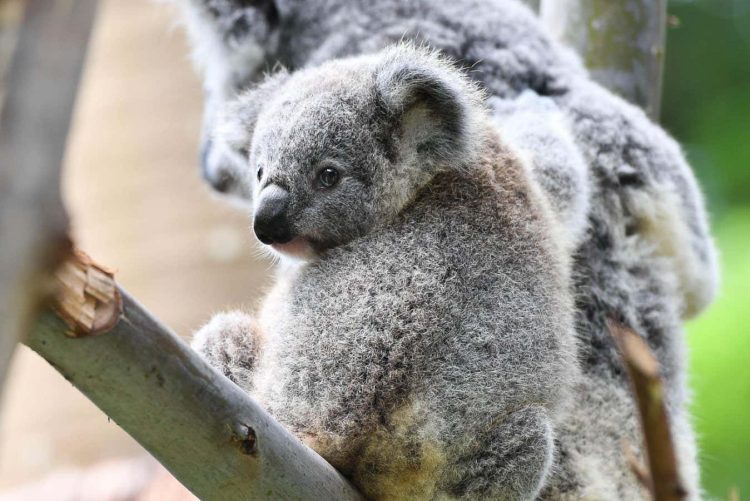 Koale przytulają się, ujawniając zaskakującą towarzyską naturę w niezwykłym nagraniu