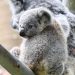 Koale przytulają się, ujawniając zaskakującą towarzyską naturę w niezwykłym nagraniu
