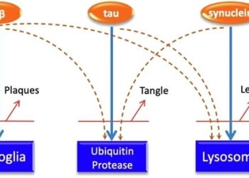 Powiązanie choroby Alzheimera i Parkinsona z zaburzonym systemem usuwania odpadów w starzejącym się mózgu