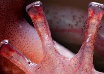 Salamandry wypełniają palce krwią przed każdym krokiem