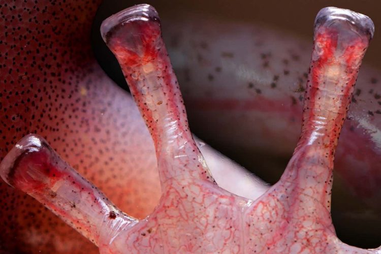 Salamandry wypełniają palce krwią przed każdym krokiem