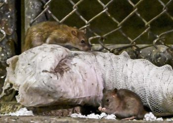 Wzrost populacji szczurów w miastach w wyniku ocieplenia klimatu