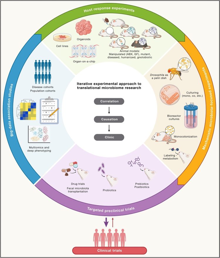 Czy odkrycia dotyczące mikrobiomu mogą stać się skutecznymi terapiami? Naukowcy wskazują kierunek
