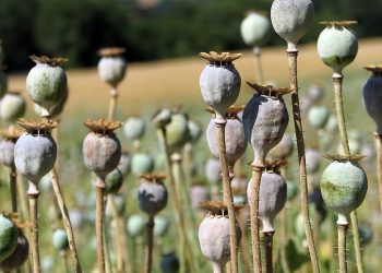 Jednoczesne przepisywanie stymulantów i opioidów może zwiększać ryzyko przedawkowań