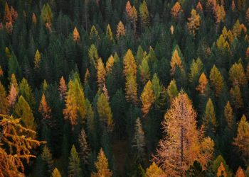 Nadchodzi jesień sztucznej inteligencji: Dlaczego modele językowe zbliżają się do swoich granic