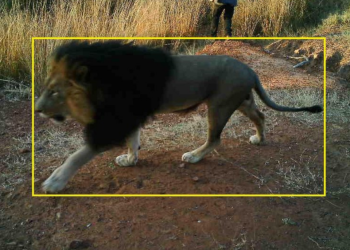 Sztuczna inteligencja chroni dziką przyrodę na całym świecie