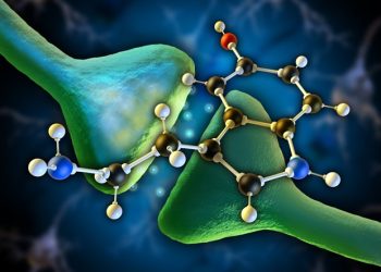 Nowe odkrycia wyjaśniają uniwersalną zasadę działania układu nerwowego związanego z serotoniną w mózgu
