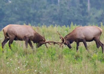 Czy Edge Computing i Cloud Computing rywalizują ze sobą?