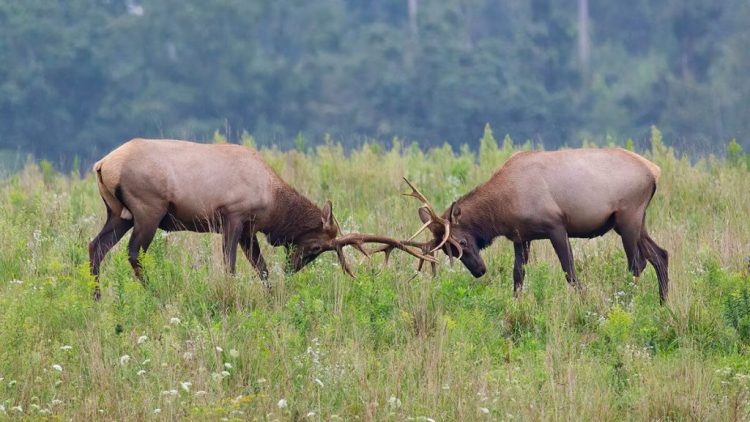 Czy Edge Computing i Cloud Computing rywalizują ze sobą?