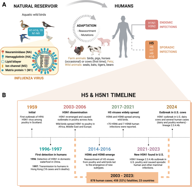 Dlaczego wirus H5N1 może wywołać pandemię i jak możemy temu zapobiec