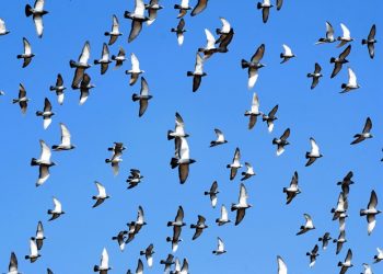 Ewolucyjny skok wirusa H5N1 może osłabić skuteczność szczepionek i zwiększyć ryzyko zakażeń u ludzi