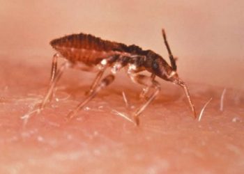 Naukowcy opracowali szczegółową trójwymiarową mapę pasożyta wywołującego śpiączkę afrykańską