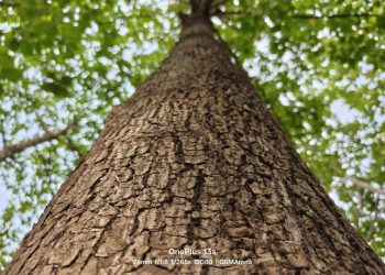 Zobacz pierwsze zdjęcia wykonane aparatem OnePlus 13s