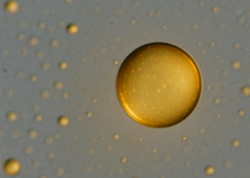 Wapń utrzymuje jakość białek w siateczce śródplazmatycznej