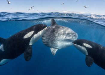 Dwie orki otaczające samogłowa przy powierzchni oceanu