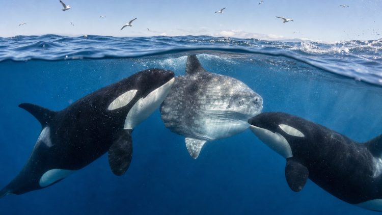 Dwie orki otaczające samogłowa przy powierzchni oceanu