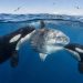 Dwie orki otaczające samogłowa przy powierzchni oceanu