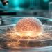 Laboratoryjny organoid mózgu wykorzystywany w badaniach choroby Alzheimera