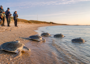 Pięć uratowanych żółwi morskich z nadajnikami wraca do oceanu