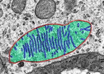 Dlaczego ciało astronauty słabnie Badania mitochondriów wyjaśniają przyczyny