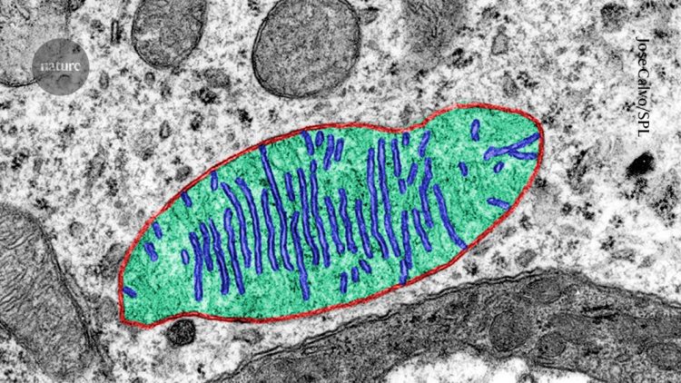 Dlaczego ciało astronauty słabnie Badania mitochondriów wyjaśniają przyczyny