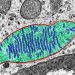 Dlaczego ciało astronauty słabnie Badania mitochondriów wyjaśniają przyczyny