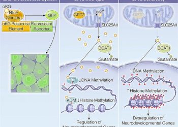 Biosensor transkrypcyjny ujawnia mechanizmy sygnalizacji alfa-ketoglutaranu do chromatyny