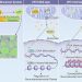 Biosensor transkrypcyjny ujawnia mechanizmy sygnalizacji alfa-ketoglutaranu do chromatyny