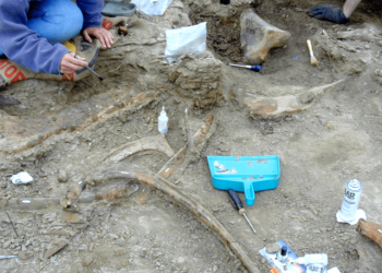 Ślady zębów tyranozaura na kościach dinozaura kaczodziobego