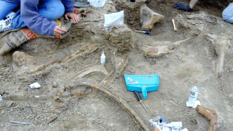 Ślady zębów tyranozaura na kościach dinozaura kaczodziobego
